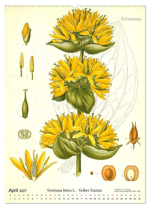 Historische Pflanzenportraits - Heilpflanzen Lithographien von W. Müller (CALVENDO Premium Wandkalender 2027)