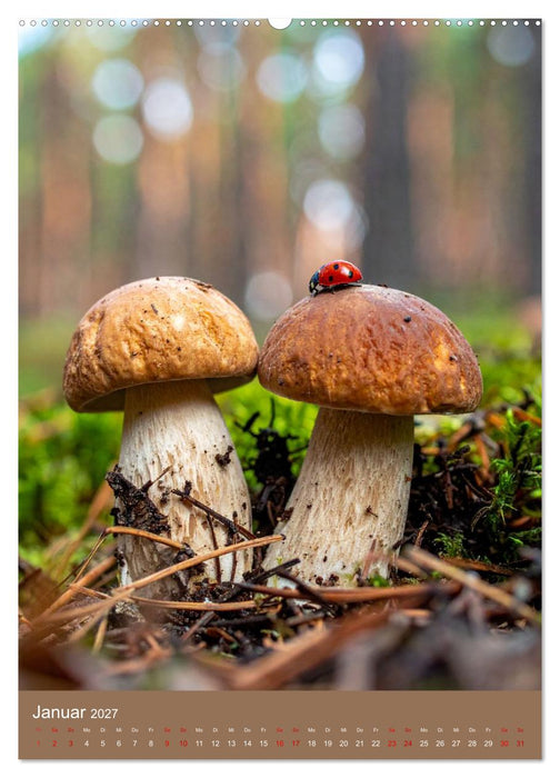 In die Pilze (CALVENDO Premium Wandkalender 2027)