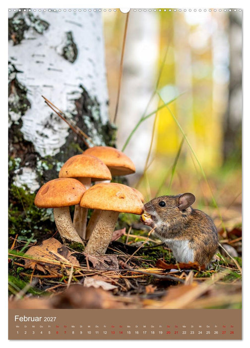In die Pilze (CALVENDO Premium Wandkalender 2027)