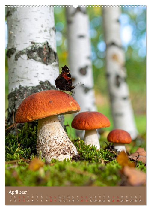 In die Pilze (CALVENDO Premium Wandkalender 2027)