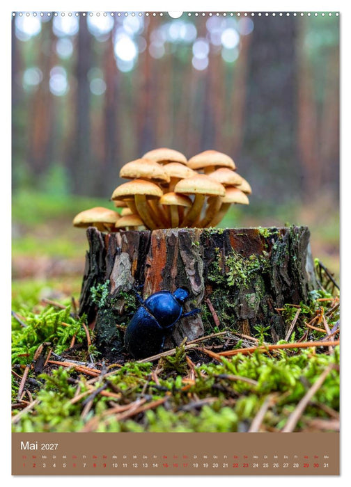 In die Pilze (CALVENDO Premium Wandkalender 2027)