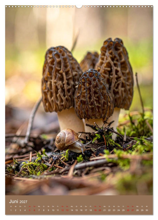 In die Pilze (CALVENDO Premium Wandkalender 2027)