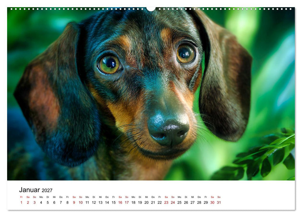 Herzensbrecher - Ein Jahr mit Dackeln (CALVENDO Wandkalender 2027)