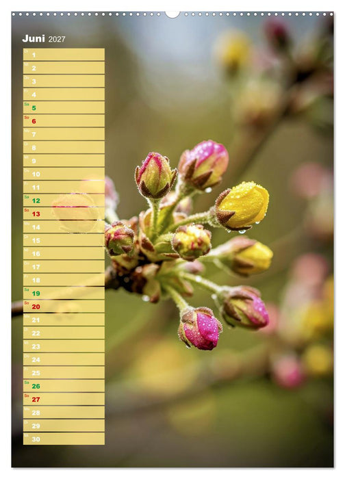 Bunte Farben der Natur (CALVENDO Premium Wandkalender 2027)