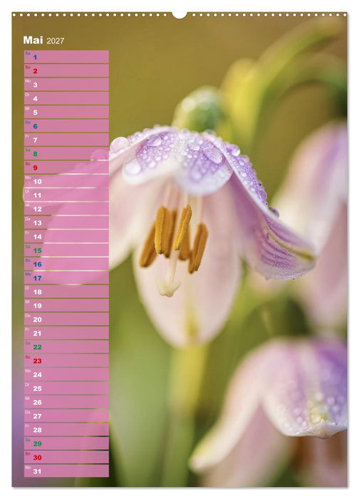 Bunte Augenblicke (CALVENDO Premium Wandkalender 2027)