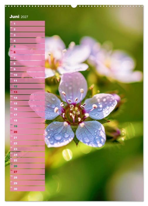 Bunte Augenblicke (CALVENDO Premium Wandkalender 2027)