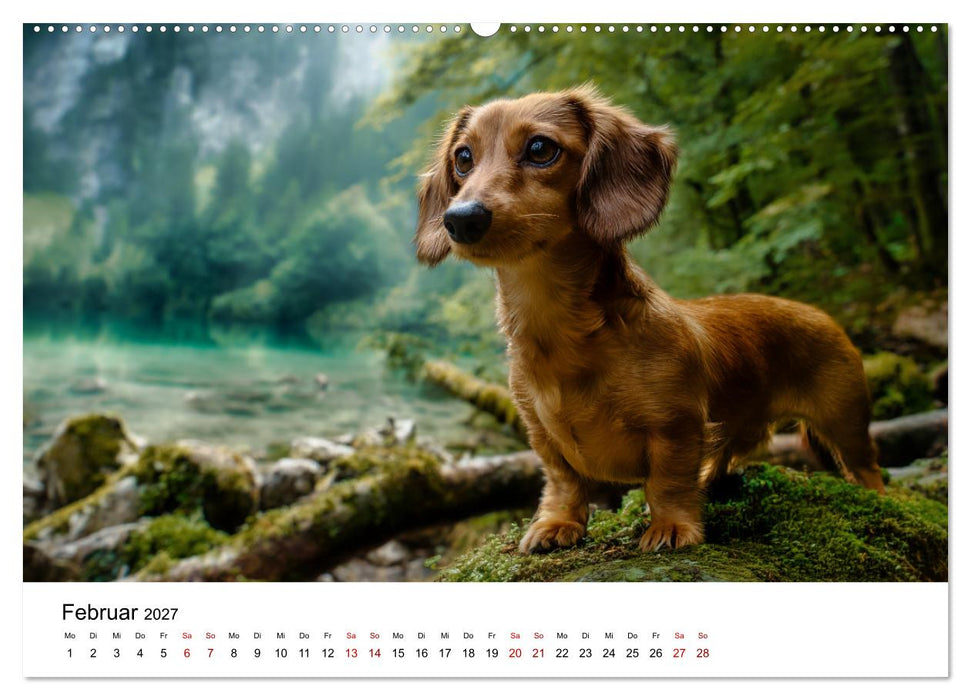 Herzensbrecher - Ein Jahr mit Dackeln (CALVENDO Premium Wandkalender 2027)