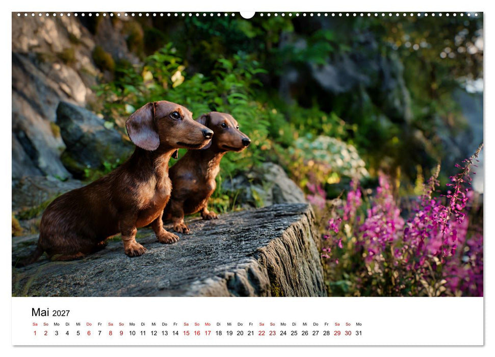 Herzensbrecher - Ein Jahr mit Dackeln (CALVENDO Premium Wandkalender 2027)