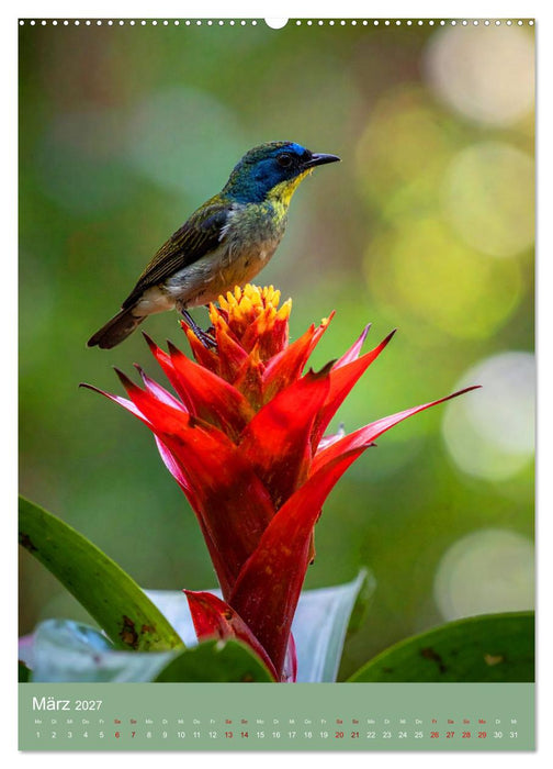 Bromelienzauber (CALVENDO Wandkalender 2027)