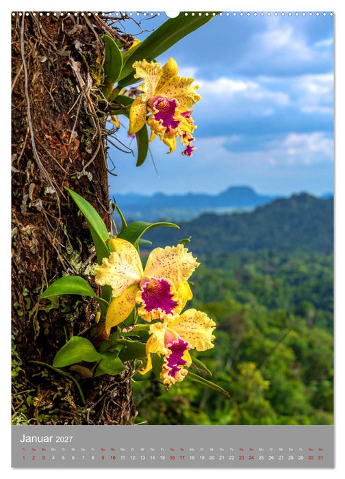Königin Cattleya (CALVENDO Wandkalender 2027)