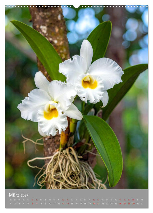 Königin Cattleya (CALVENDO Wandkalender 2027)