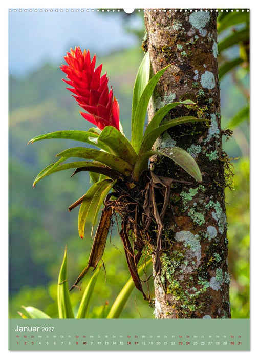 Bromelienzauber (CALVENDO Premium Wandkalender 2027)
