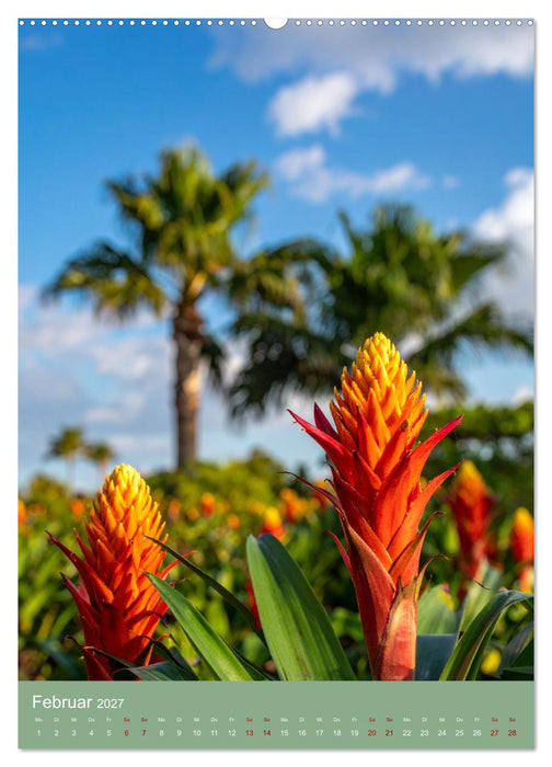 Bromelienzauber (CALVENDO Premium Wandkalender 2027)