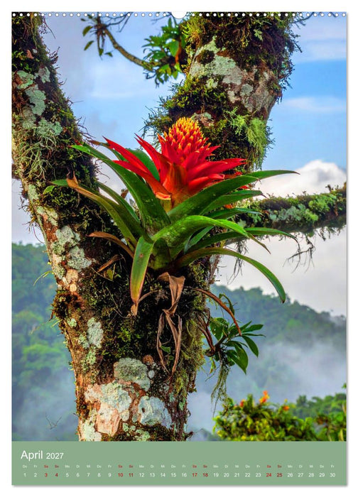 Bromelienzauber (CALVENDO Premium Wandkalender 2027)
