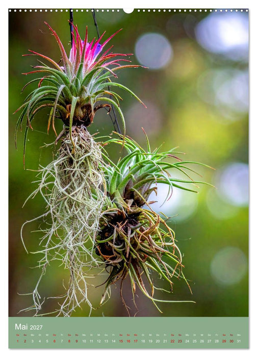 Bromelienzauber (CALVENDO Premium Wandkalender 2027)