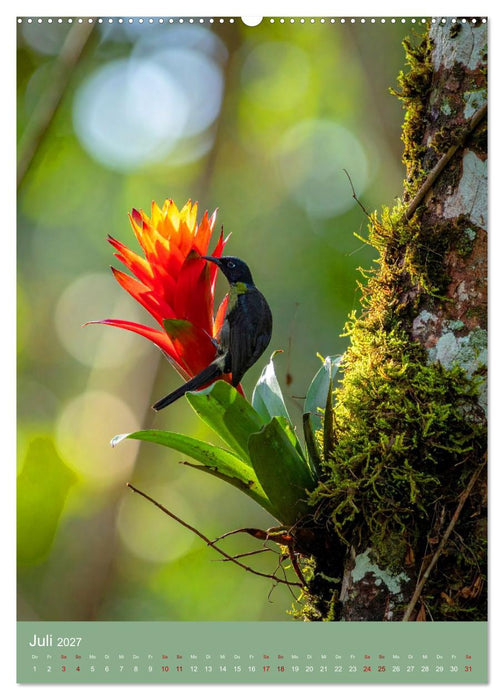 Bromelienzauber (CALVENDO Premium Wandkalender 2027)