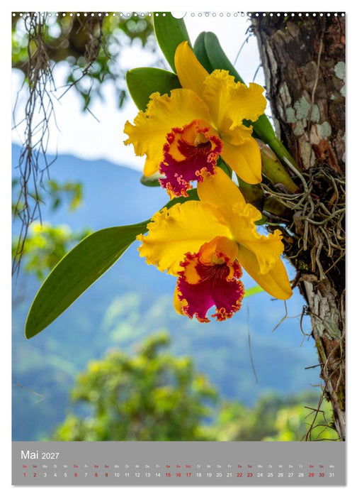 Königin Cattleya (CALVENDO Premium Wandkalender 2027)