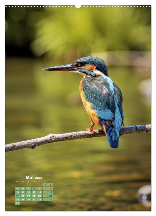 Bunte Eisvögel (CALVENDO Wandkalender 2027)