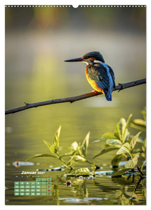 Bunte Eisvögel (CALVENDO Premium Wandkalender 2027)