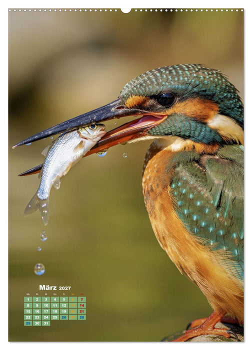 Bunte Eisvögel (CALVENDO Premium Wandkalender 2027)