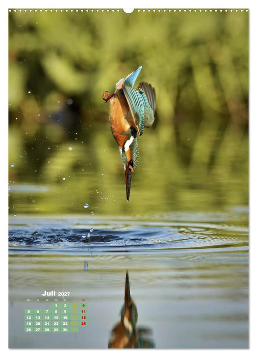 Bunte Eisvögel (CALVENDO Premium Wandkalender 2027)