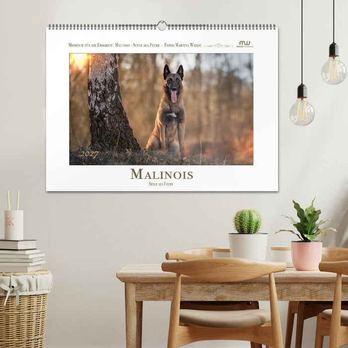 Malinois - Seelen aus Feuer (CALVENDO Wandkalender 2027)