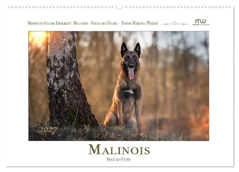 Malinois - Seelen aus Feuer (CALVENDO Wandkalender 2027)