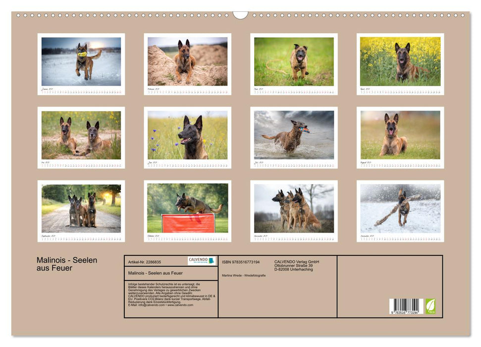 Malinois - Seelen aus Feuer (CALVENDO Wandkalender 2027)