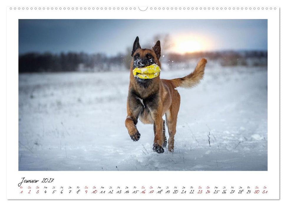 Malinois - Seelen aus Feuer (CALVENDO Wandkalender 2027)