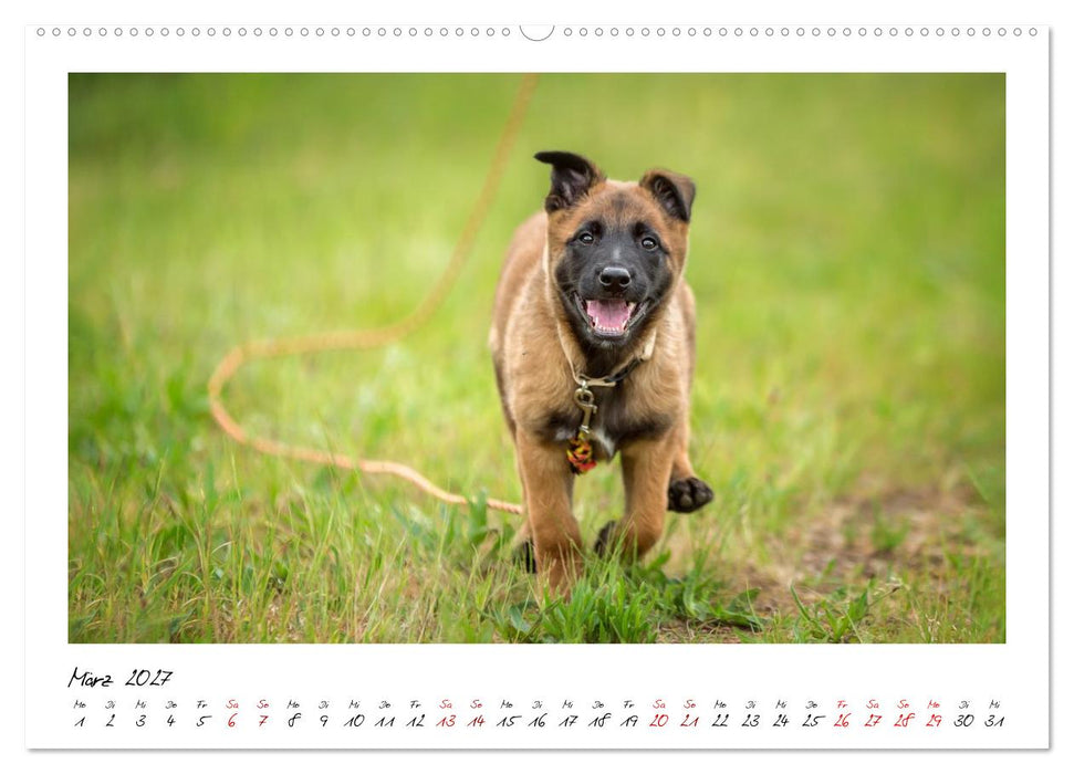 Malinois - Seelen aus Feuer (CALVENDO Wandkalender 2027)