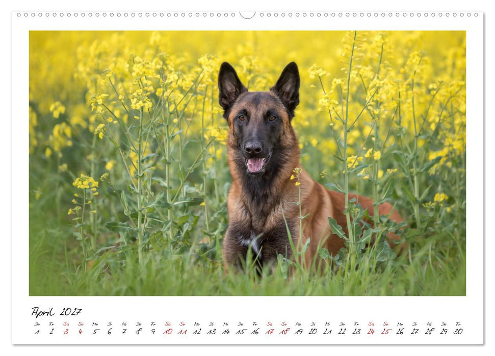 Malinois - Seelen aus Feuer (CALVENDO Wandkalender 2027)
