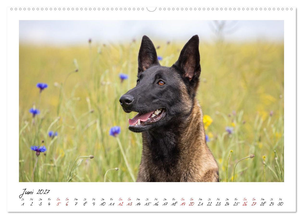 Malinois - Seelen aus Feuer (CALVENDO Wandkalender 2027)