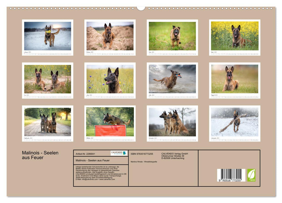 Malinois - Seelen aus Feuer (CALVENDO Premium Wandkalender 2027)