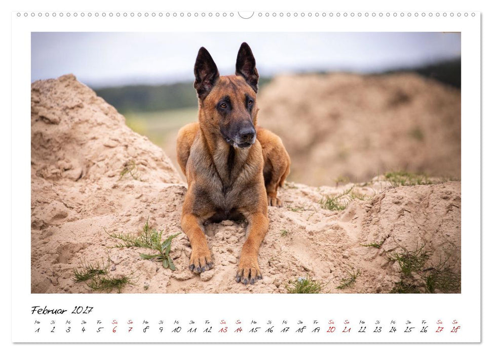 Malinois - Seelen aus Feuer (CALVENDO Premium Wandkalender 2027)