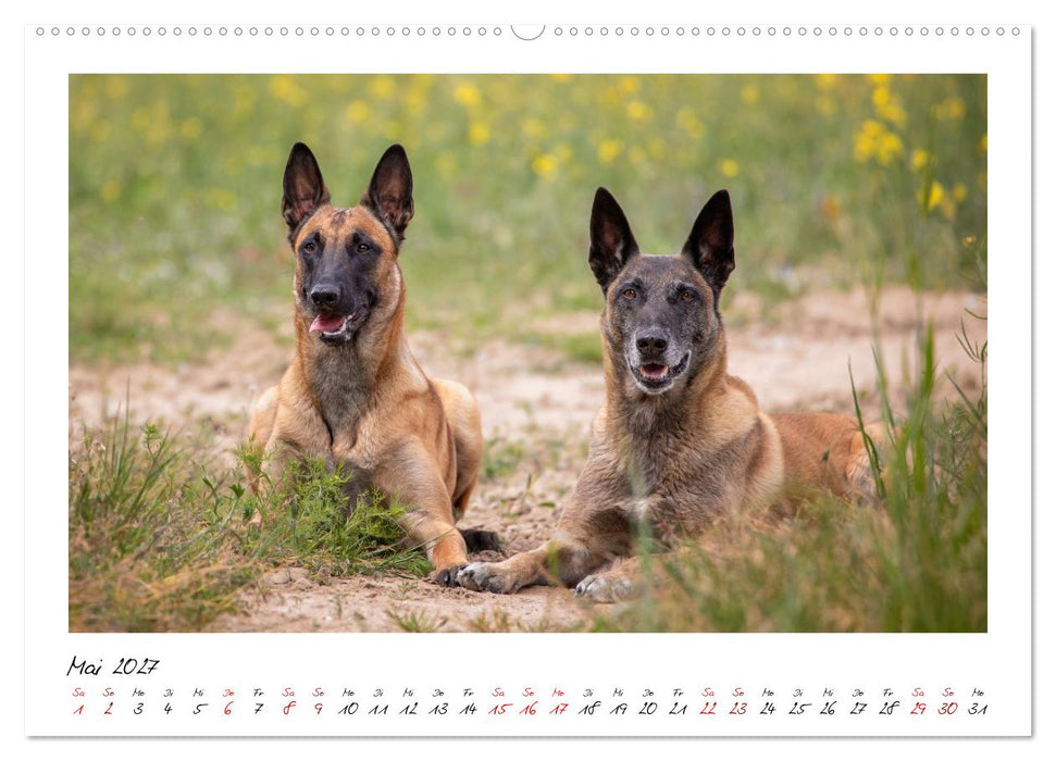 Malinois - Seelen aus Feuer (CALVENDO Premium Wandkalender 2027)