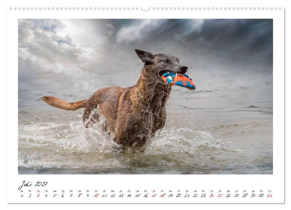 Malinois - Seelen aus Feuer (CALVENDO Premium Wandkalender 2027)