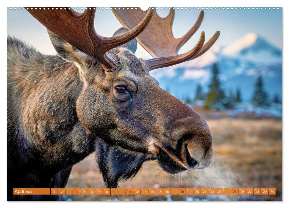 Elche und Bären in Alaska (CALVENDO Premium Wandkalender 2027)