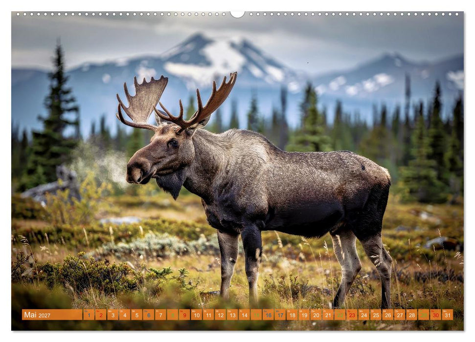 Elche und Bären in Alaska (CALVENDO Premium Wandkalender 2027)