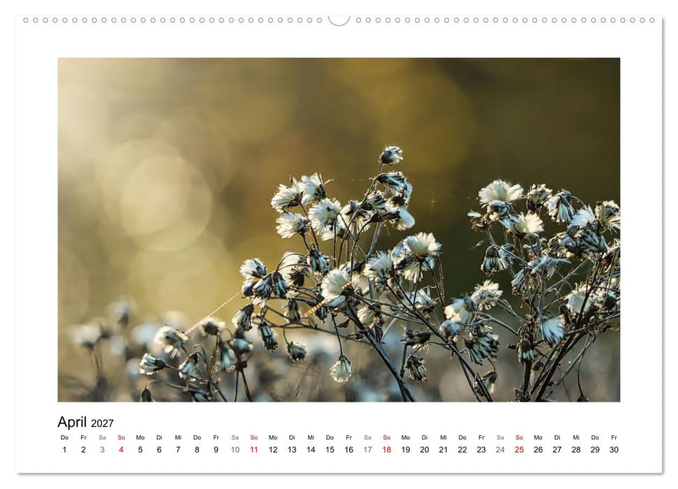 Zauber vergänglicher Blüten (CALVENDO Premium Wandkalender 2027)