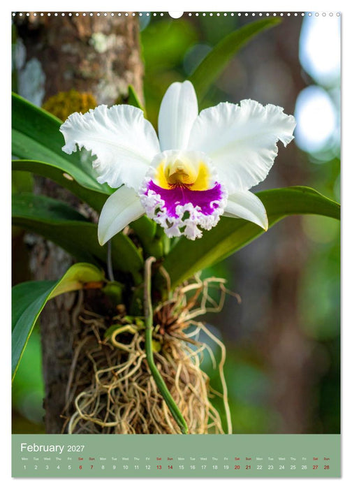 Cattleya - Breeder's Pride (CALVENDO Monthly Calendar 2027)