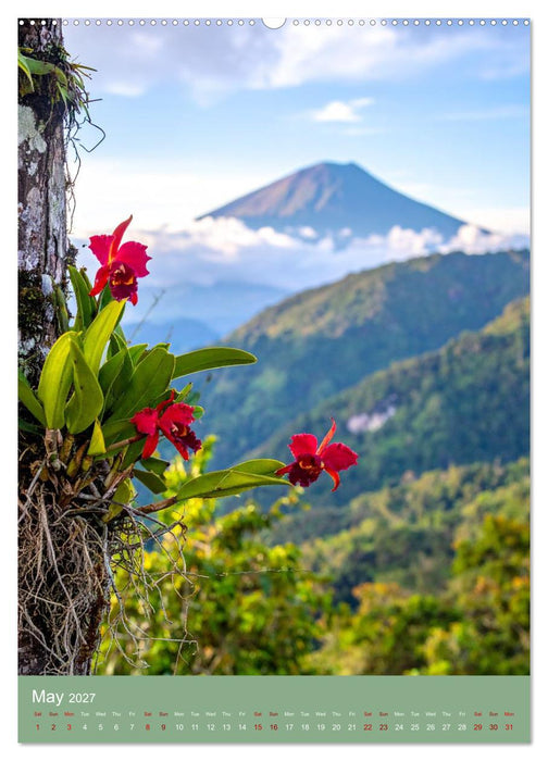 Cattleya - Breeder's Pride (CALVENDO Monthly Calendar 2027)