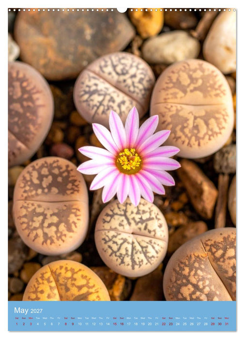 Succulents in Many Shapes (CALVENDO Monthly Calendar 2027)