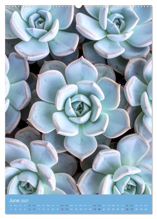 Succulents in Many Shapes (CALVENDO Monthly Calendar 2027)