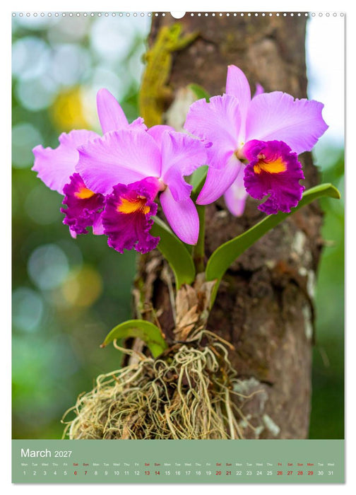 Cattleya - Breeder's Pride (CALVENDO Premium-Calendar 2027)