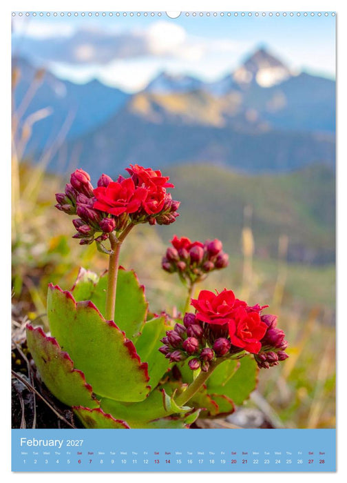 Succulents in Many Shapes (CALVENDO Premium-Calendar 2027)
