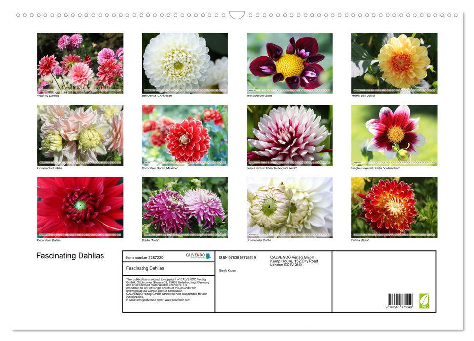 Fascinating Dahlias (CALVENDO Monthly Calendar 2027)