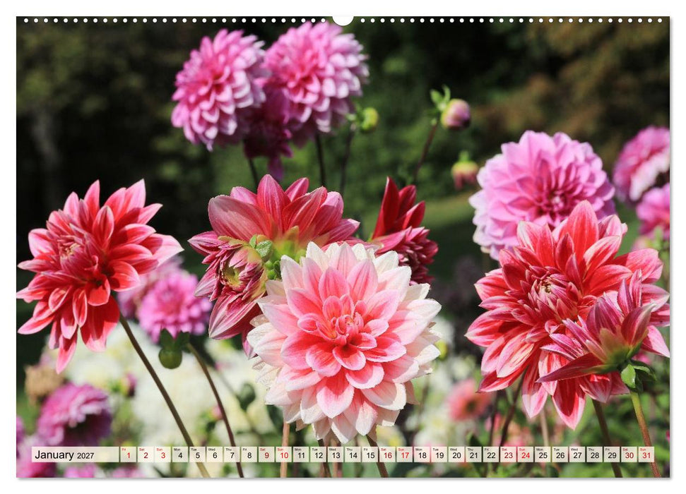 Fascinating Dahlias (CALVENDO Monthly Calendar 2027)