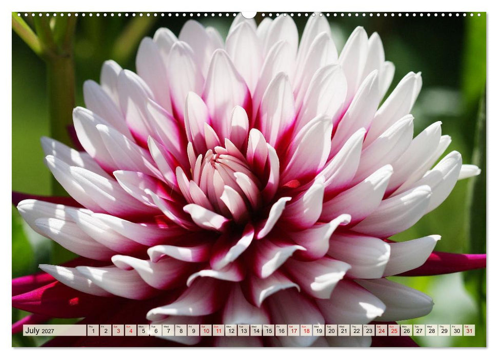 Fascinating Dahlias (CALVENDO Premium-Calendar 2027)