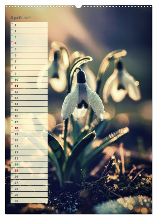 Dünen und Buhnen (CALVENDO Premium Wandkalender 2027)