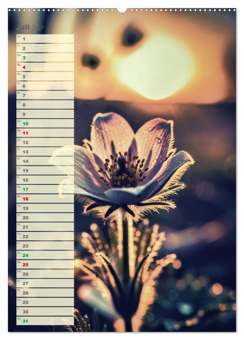 Dünen und Buhnen (CALVENDO Premium Wandkalender 2027)